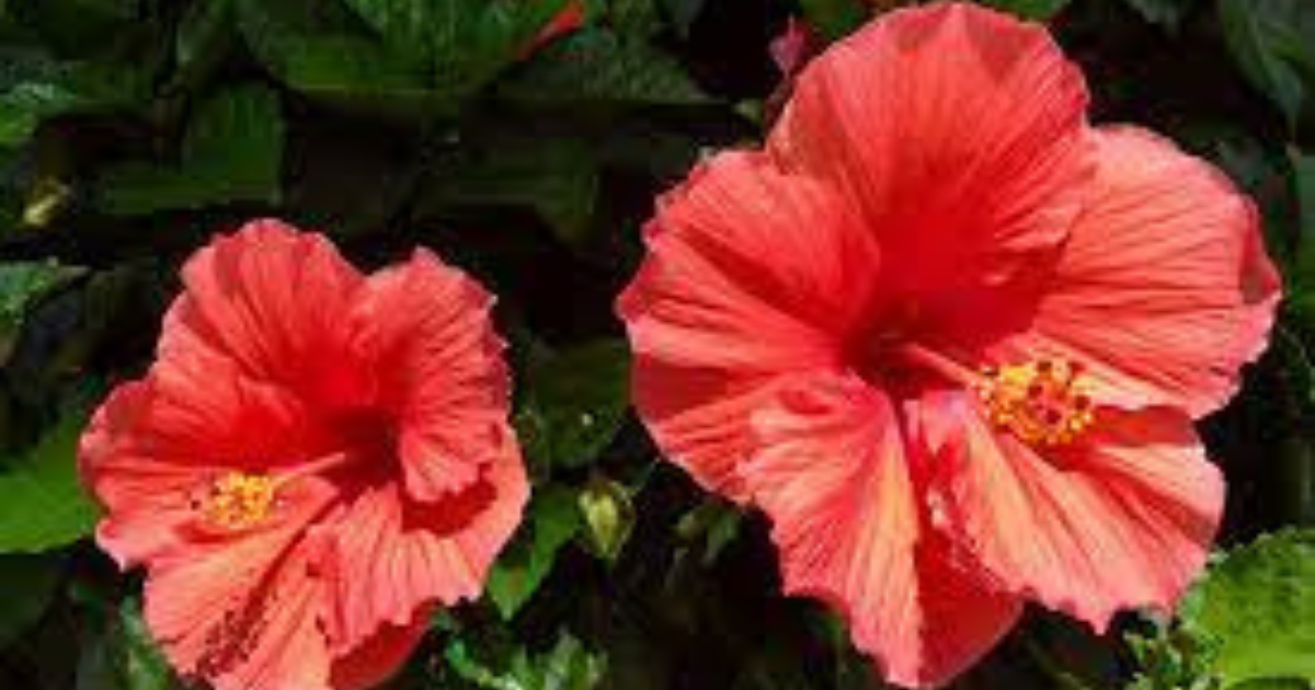 Method 16: Use Hibiscus Flower